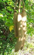 Kigelia Africana - sausage tree Fruit 1Kg powder