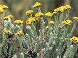 Imphepho Helichrysum petiolare Licorice-plant  50 grams bundled