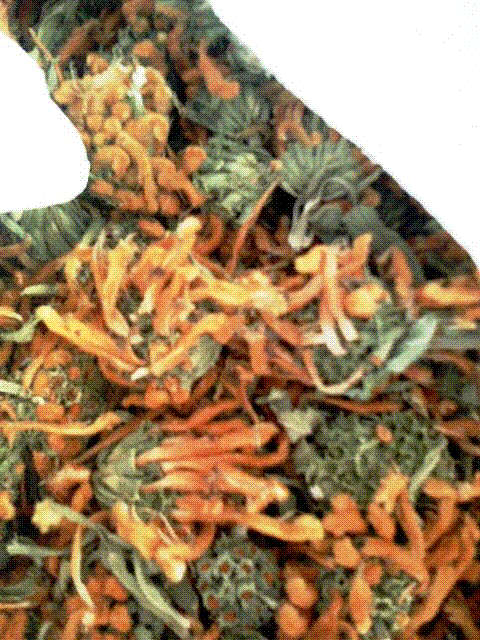 Wild Dagga Leonotis Leonurus flowers Cut 910g