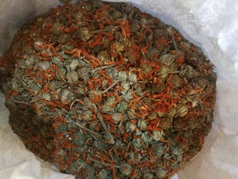 Wild Dagga (Leonotis Leonurus) Flowers & Petals 300gr.
