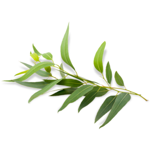 Reed Diffusers to Enhance your environment - Eucalyptus: Invigorating natural Decongestant