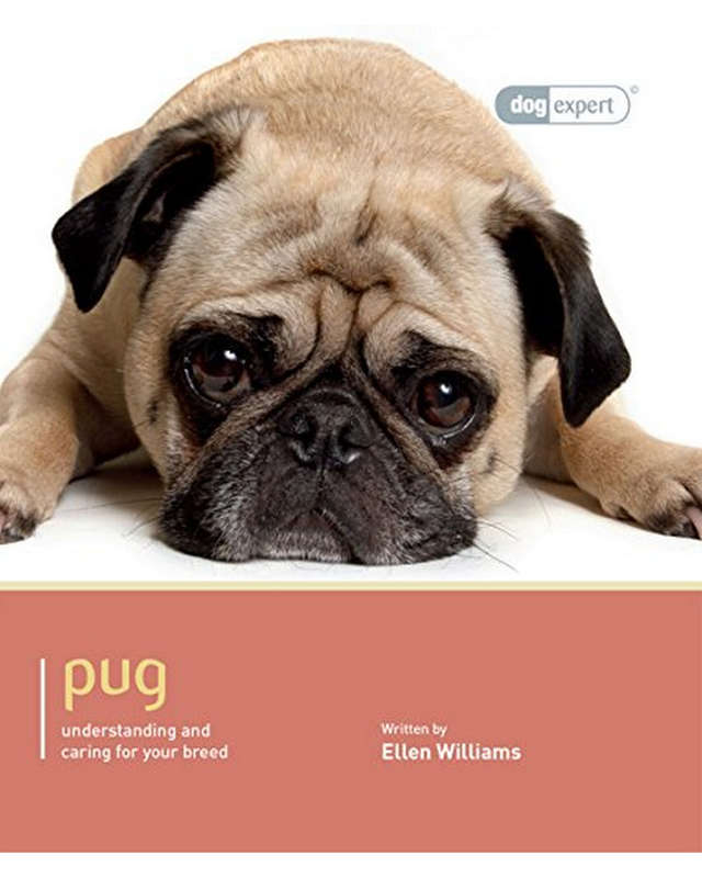 Pug Dog Expert Ellen Williams
