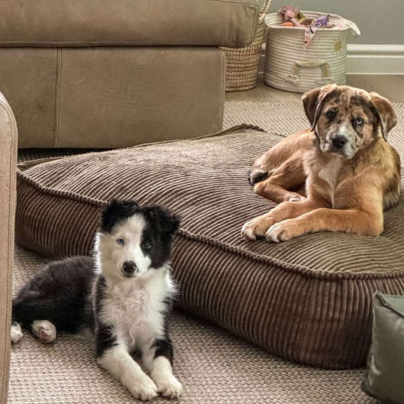 Pooch Pads