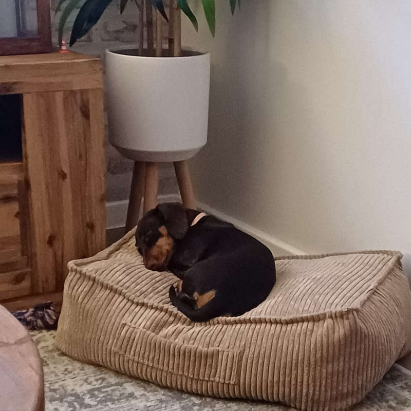 Pooch Pads