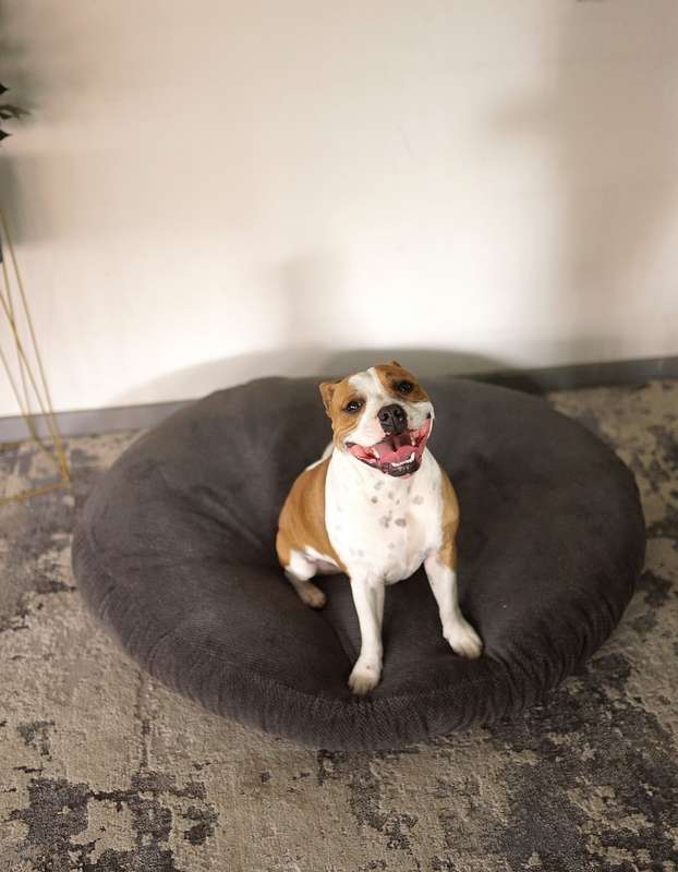 Rockies Plush Pet Bed Grey- Large