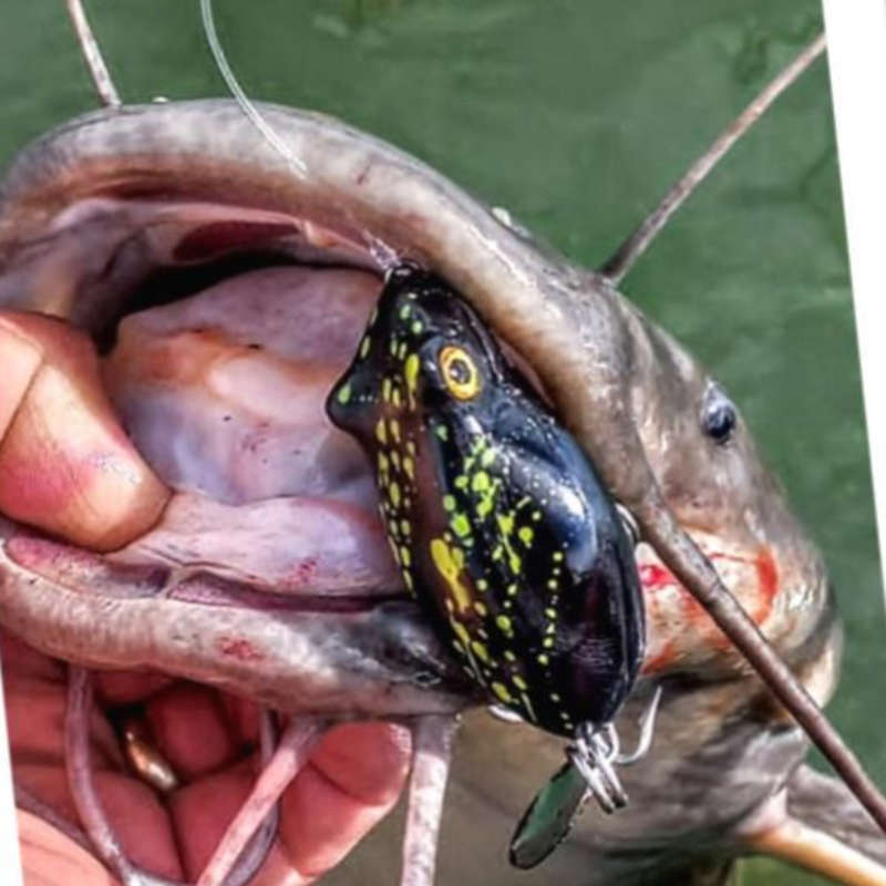 Catfish Popper - Dart Frog