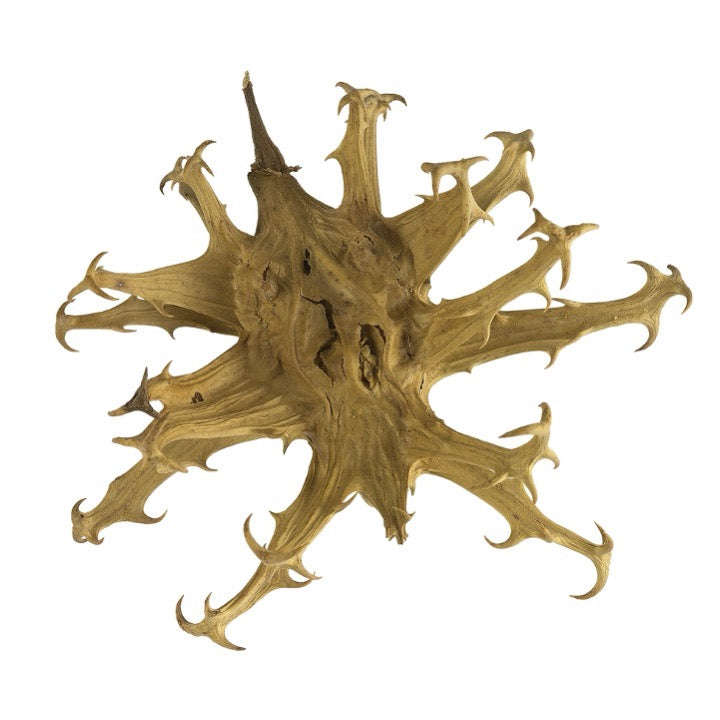 Kalahari Devil's Claw Root 100g (Nature's Gift)
