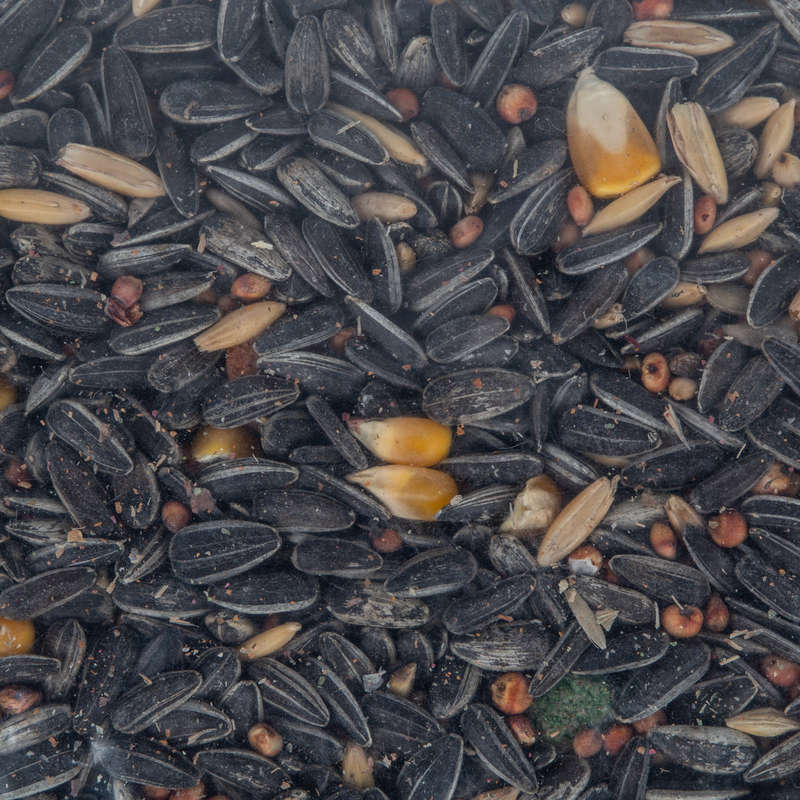 Complete Seed Parrot Mix 5 Kg