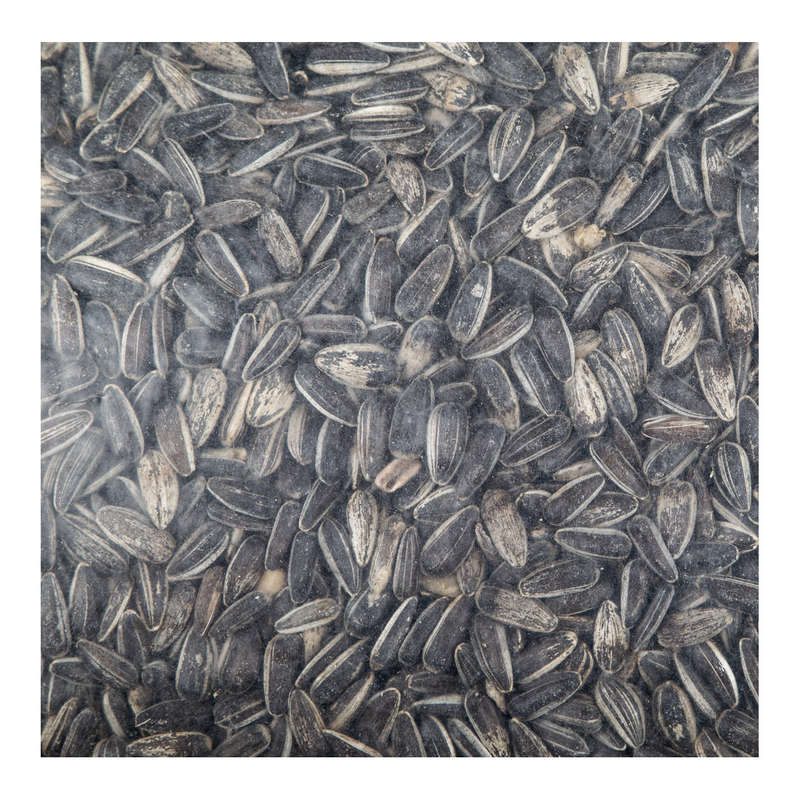 Complete Seed Sunflower 10 Kg