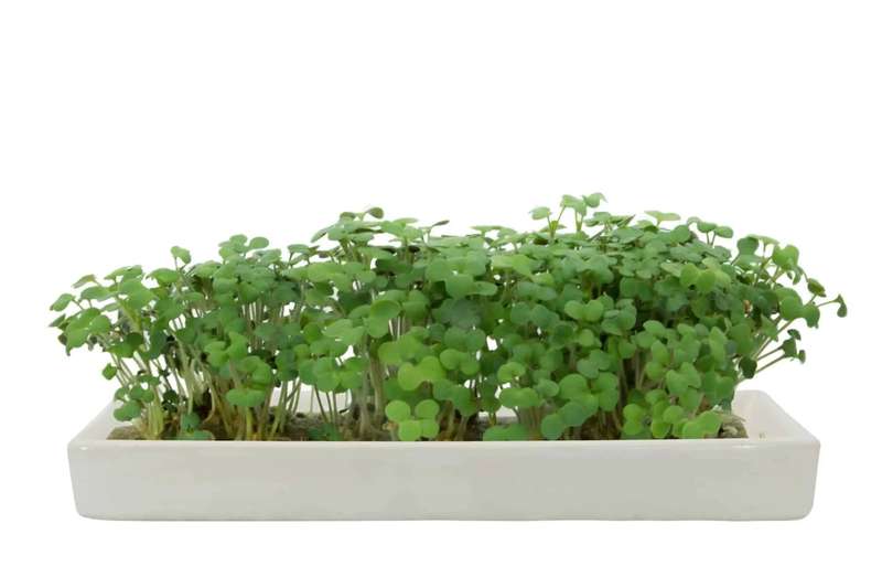 Microgreens Broccoli Refill-Pack of 5