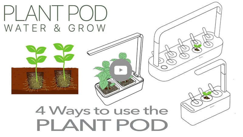 Catnip - Plant Pod - Pack of 3