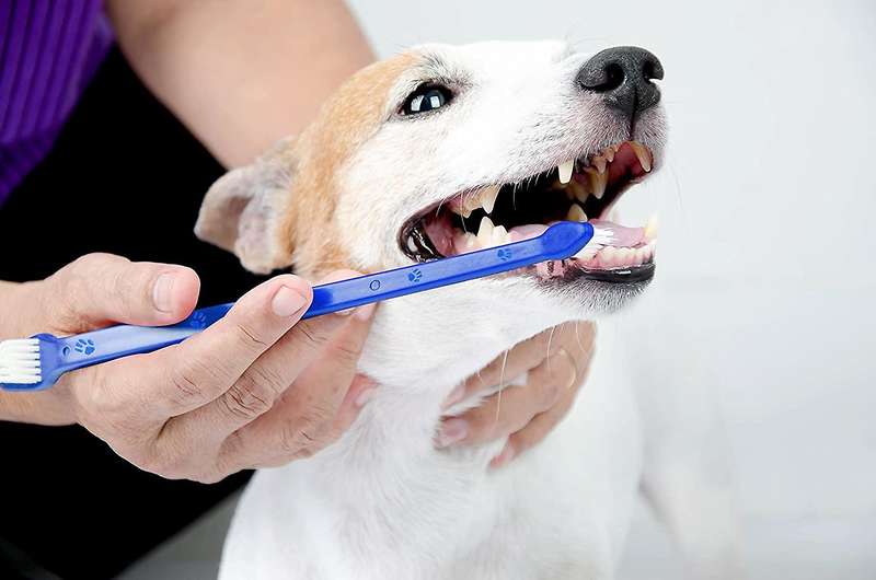 3pc Pet Double Sided Canine Dental Hygiene Brushes