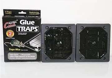 Mouse Glue Tray