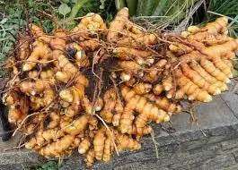 Pain Reliever Capsules