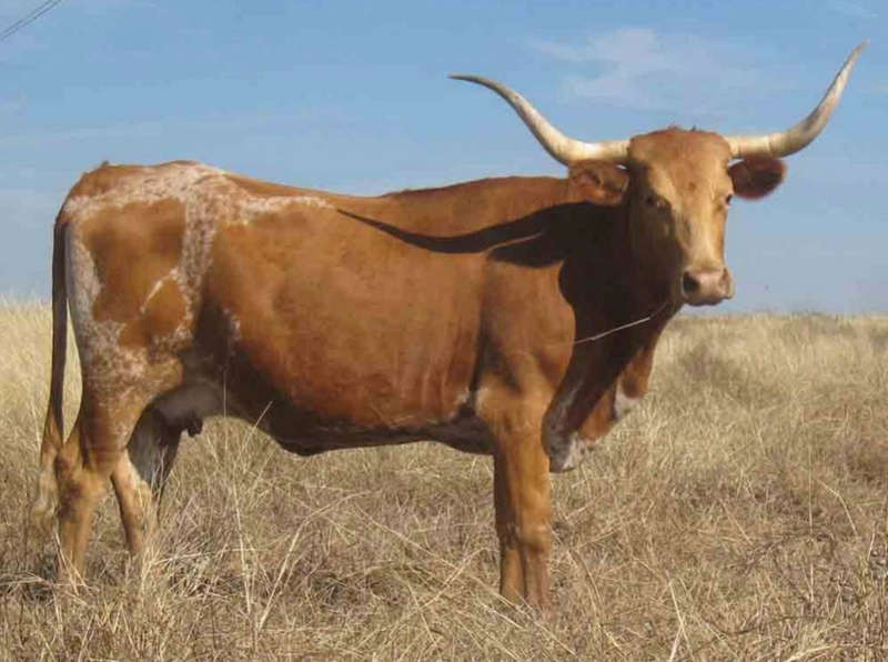 Brown Nguni bull Diamond Dot