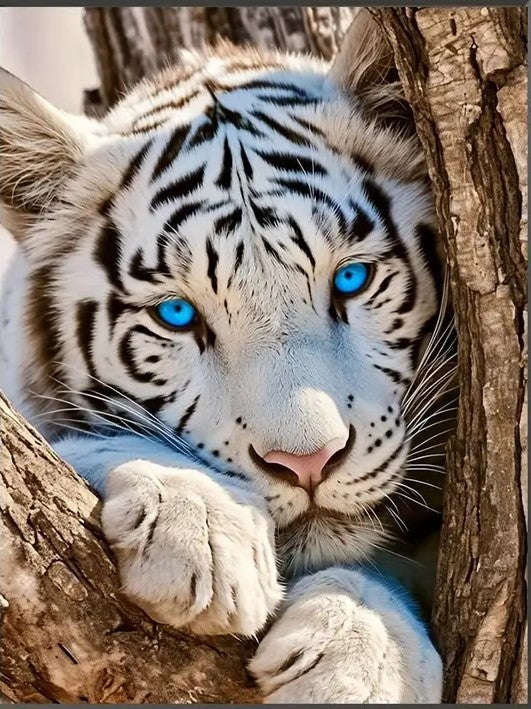 White tiger with blue eyes
