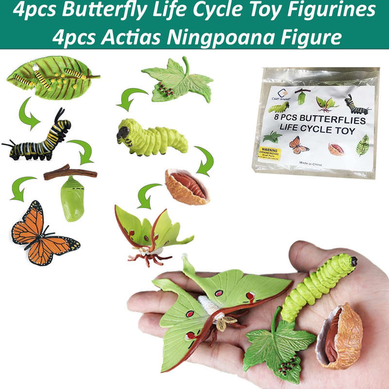 Monarch Butterfly Life Growth Cycle & Actias Ningpoana Montessori Kids Toys