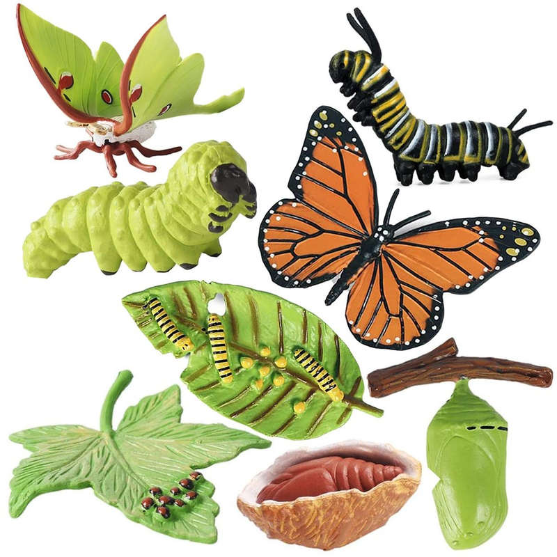 Monarch Butterfly Life Growth Cycle & Actias Ningpoana Montessori Kids Toys