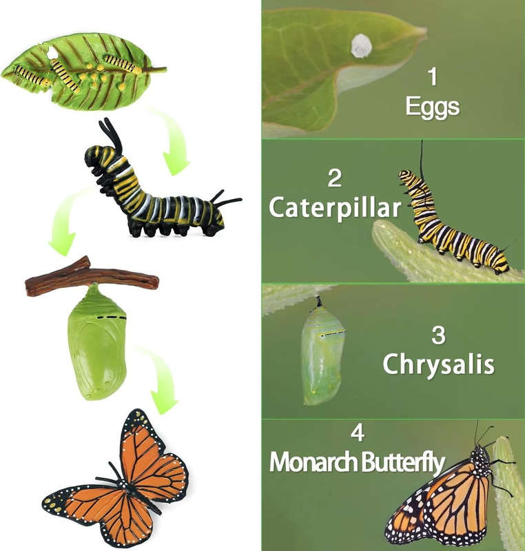 Monarch Butterfly Life Growth Cycle & Actias Ningpoana Montessori Kids Toys