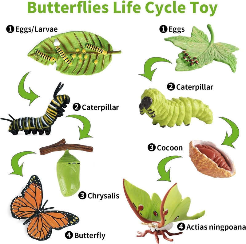 Monarch Butterfly Life Growth Cycle & Actias Ningpoana Montessori Kids Toys