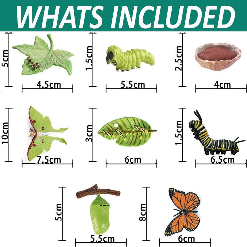 Monarch Butterfly Life Growth Cycle & Actias Ningpoana Montessori Kids Toys