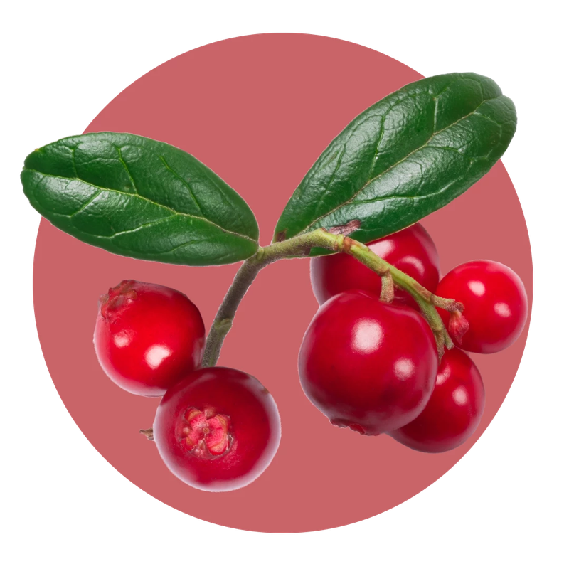 Zoflora Cranberry & Orange Concentrate
