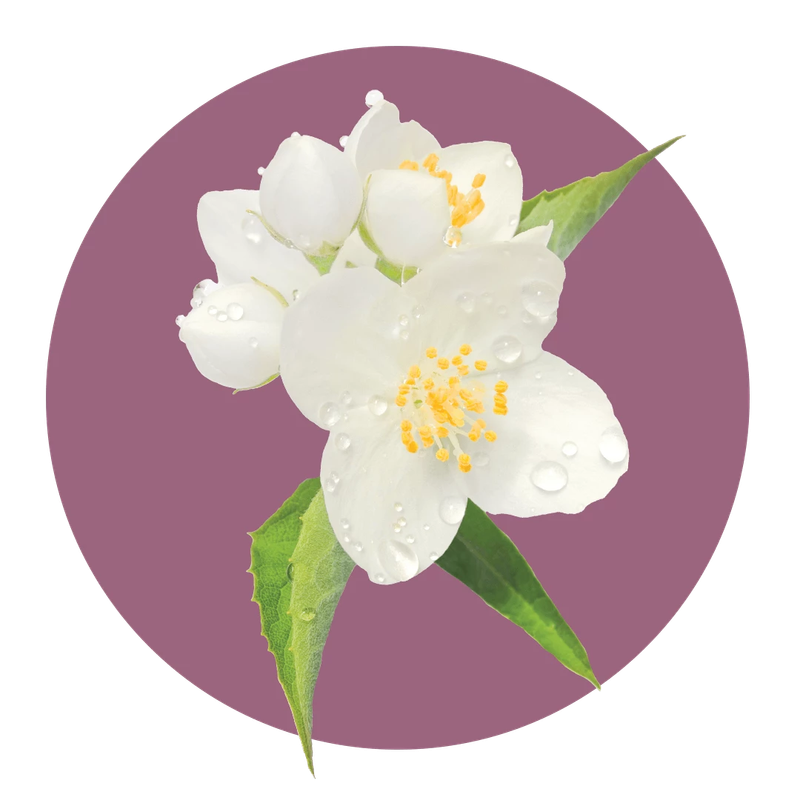 Zoflora Midnight Blooms MP Disinfectant Cleaner 800ml
