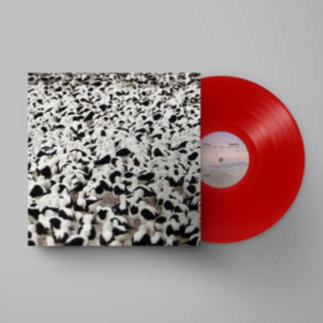 Stella Donnelly - Flood (Opaque Red Vinyl) (Vinyl)