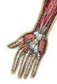 Dr. Livingston's Anatomy Jigsaw Puzzle The Human Hands (Board Games)