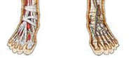 Dr. Livingston's Anatomy Jigsaw Puzzle The Human Feet (Board Games)