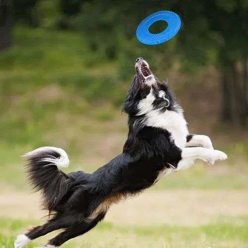 ZS - Pet Frisbee Toy - Blue