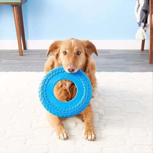 ZS - Pet Frisbee Toy - Blue