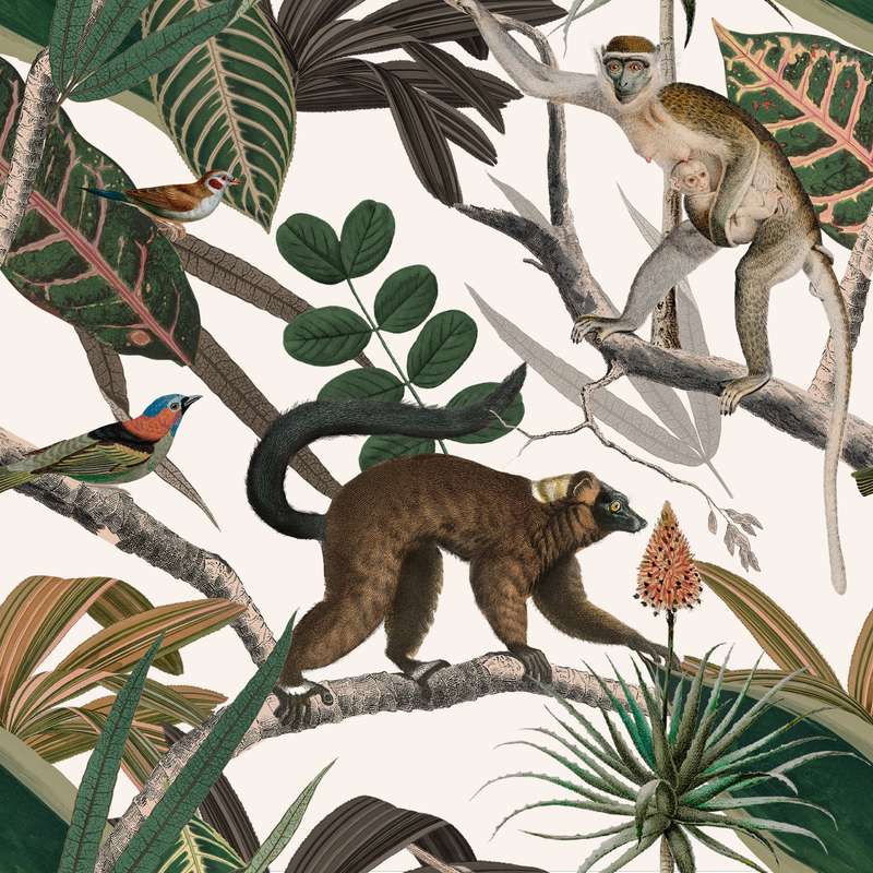 Mandrill Simians Wallpaper