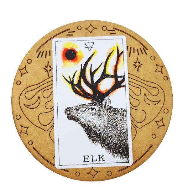 Moth Card Of The Day Board