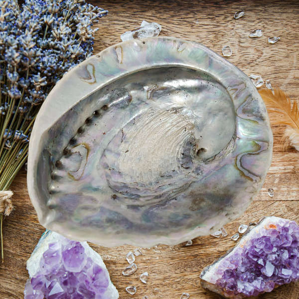 Oceans Embrace Abalone Shell