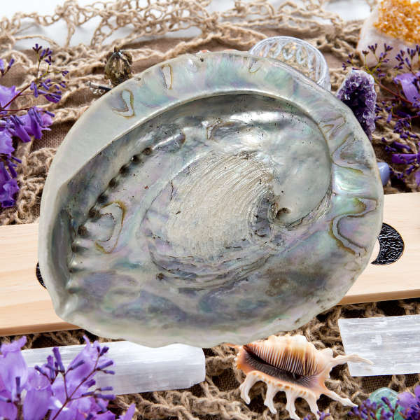 Oceans Embrace Abalone Shell
