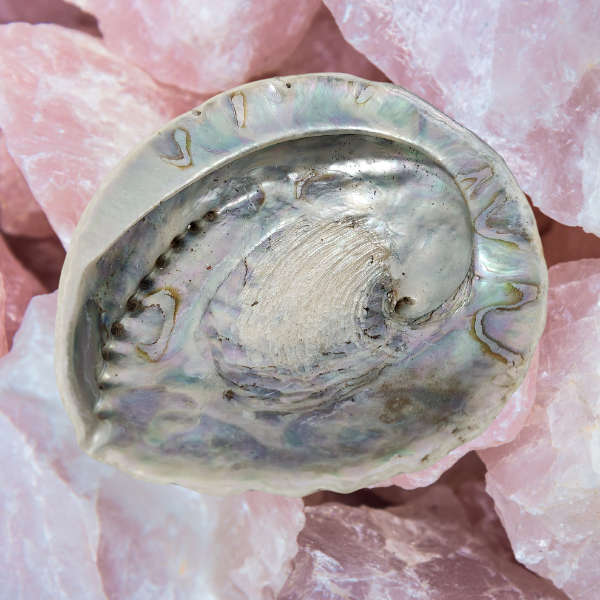 Oceans Embrace Abalone Shell