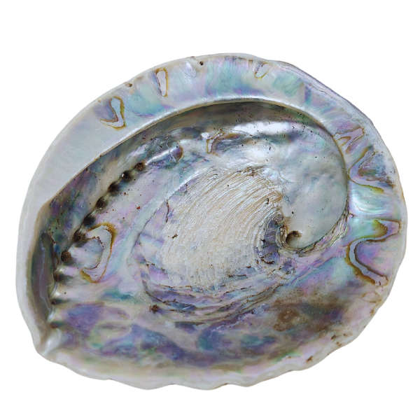 Oceans Embrace Abalone Shell