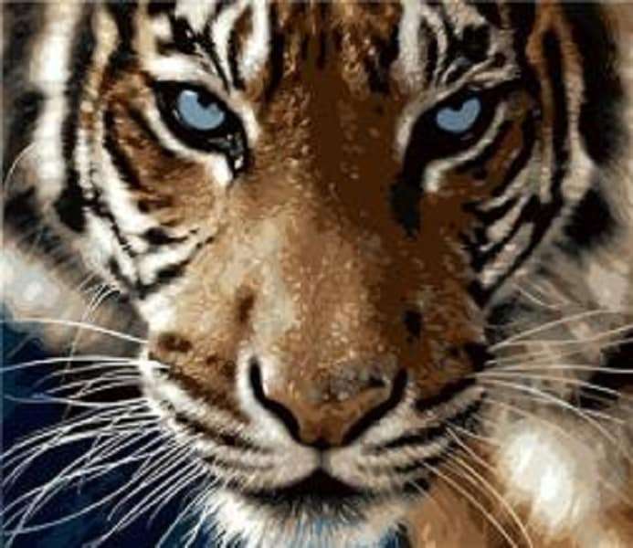 Paint By numbers for Adult Tiger Blue Eye  Framed