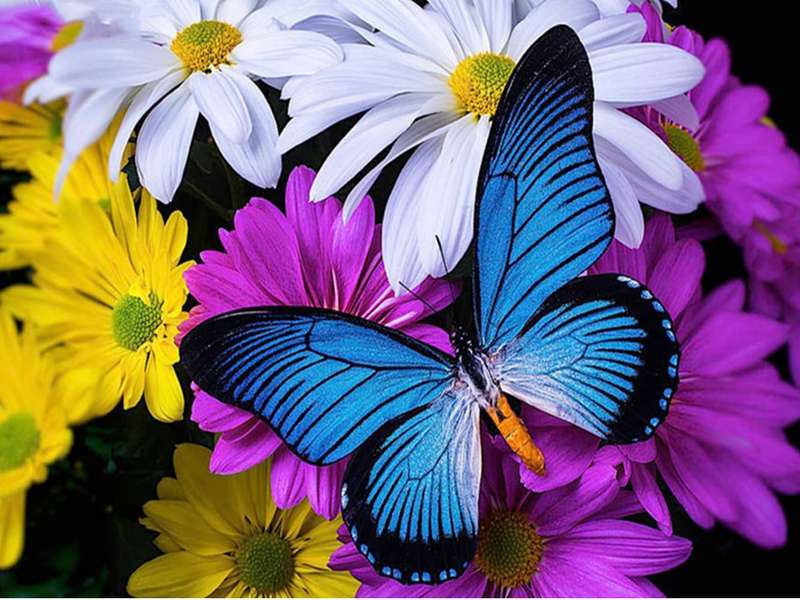 Diamond art Dancing Butterfly 30 x 40
