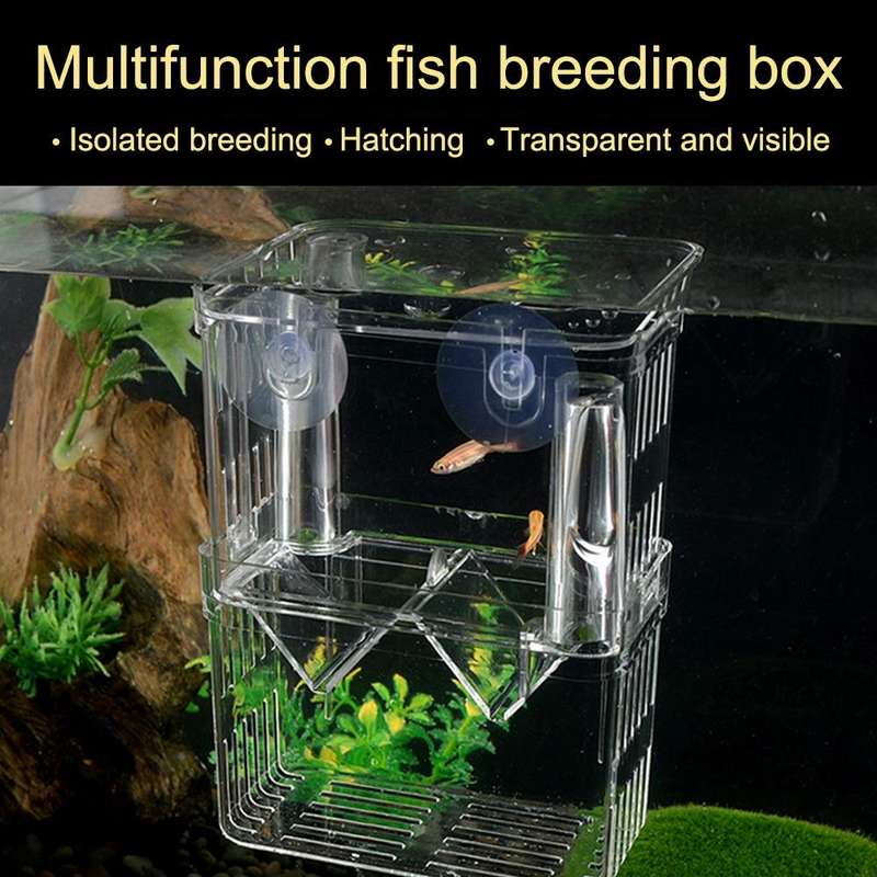 Small Peacock Fish Double Layer Transparent Breeding Isolation Box Aquarium Breeding Box
