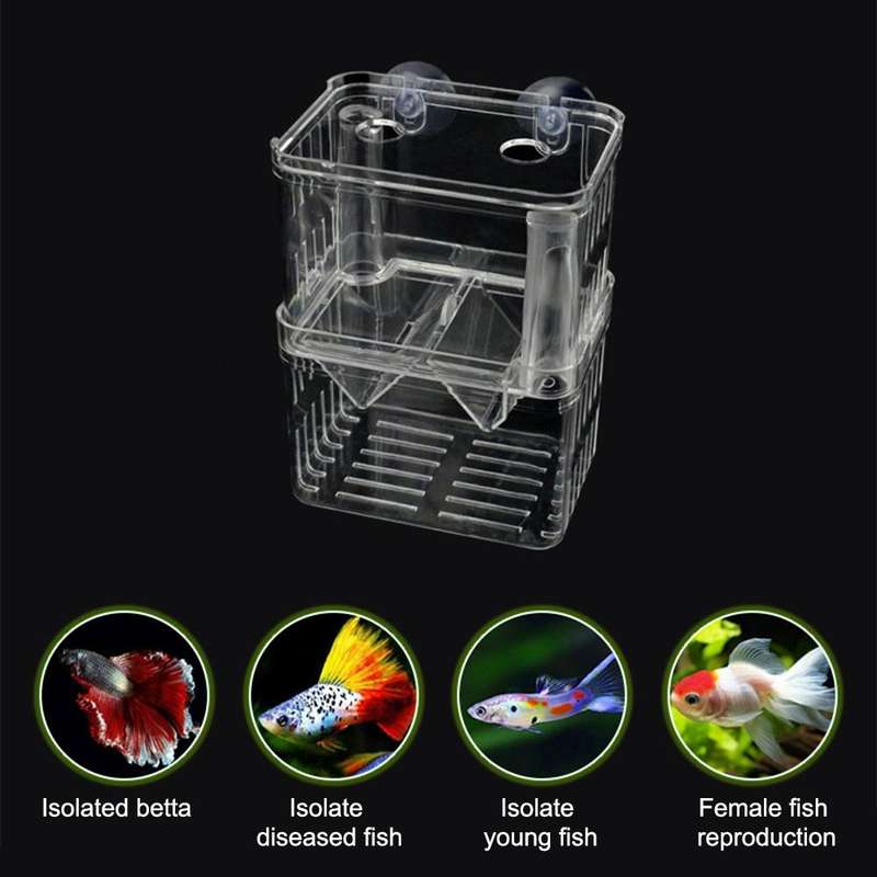Small Peacock Fish Double Layer Transparent Breeding Isolation Box Aquarium Breeding Box