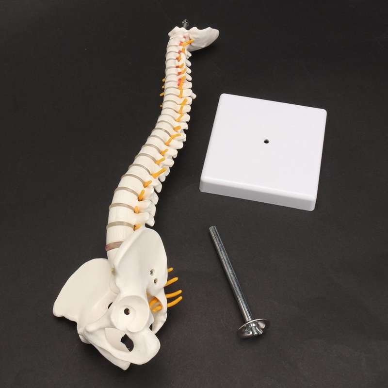 Human Spine with Pelvic Model Human Anatomical Anatomy Spine Model Spinal Column Model, Size: 45cm