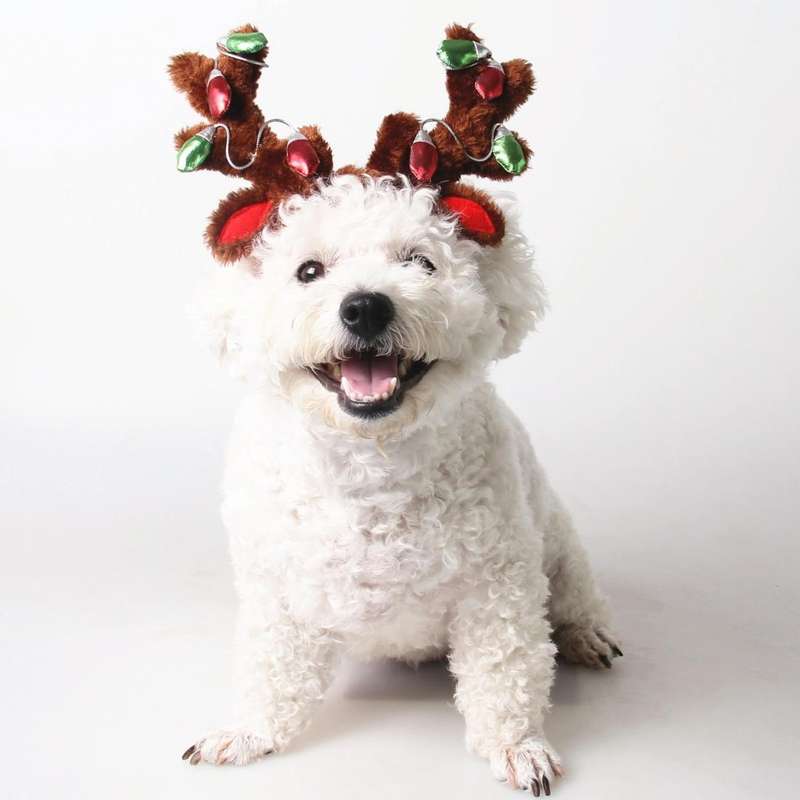 Pet Supplies Puppy Christmas Hat Holiday Jewelry Sequined Antlers, Size: M