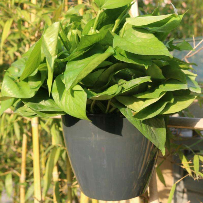 Self-Watering Planter Grow Plants Lazy Flower Pots Wall-hanging Round Resin Plastic Flower Pots, ...