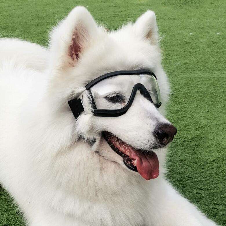 Pet Goggles Dog Transparent Glasses Waterproof Windproof Snow Goggles Dog Glasses(Transparent)