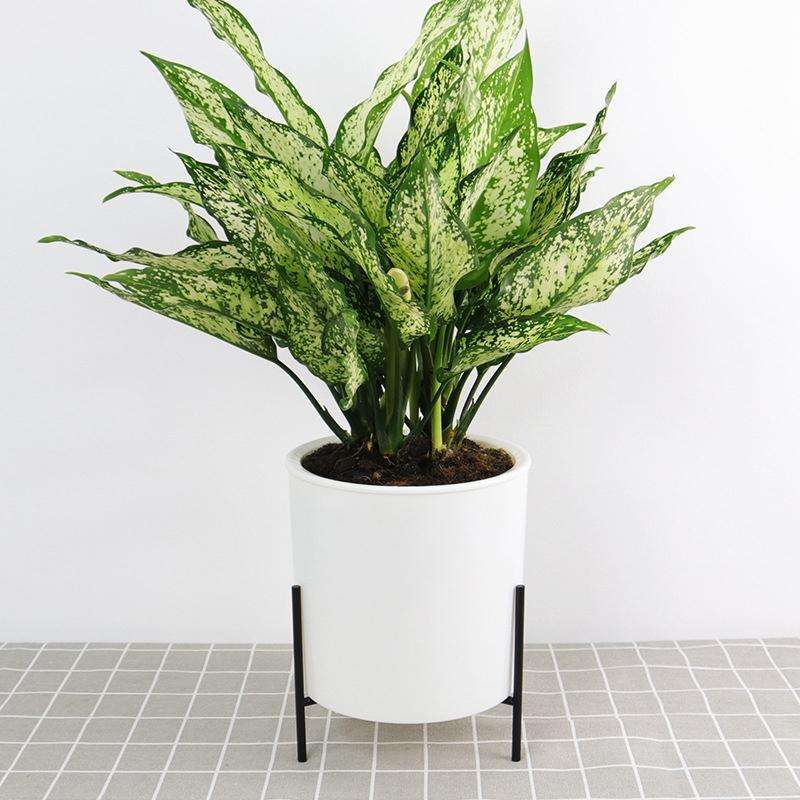 110mm PP Planter Flower Pot Automatic Water-absorbing Lazy Flower Pot, with Shelf