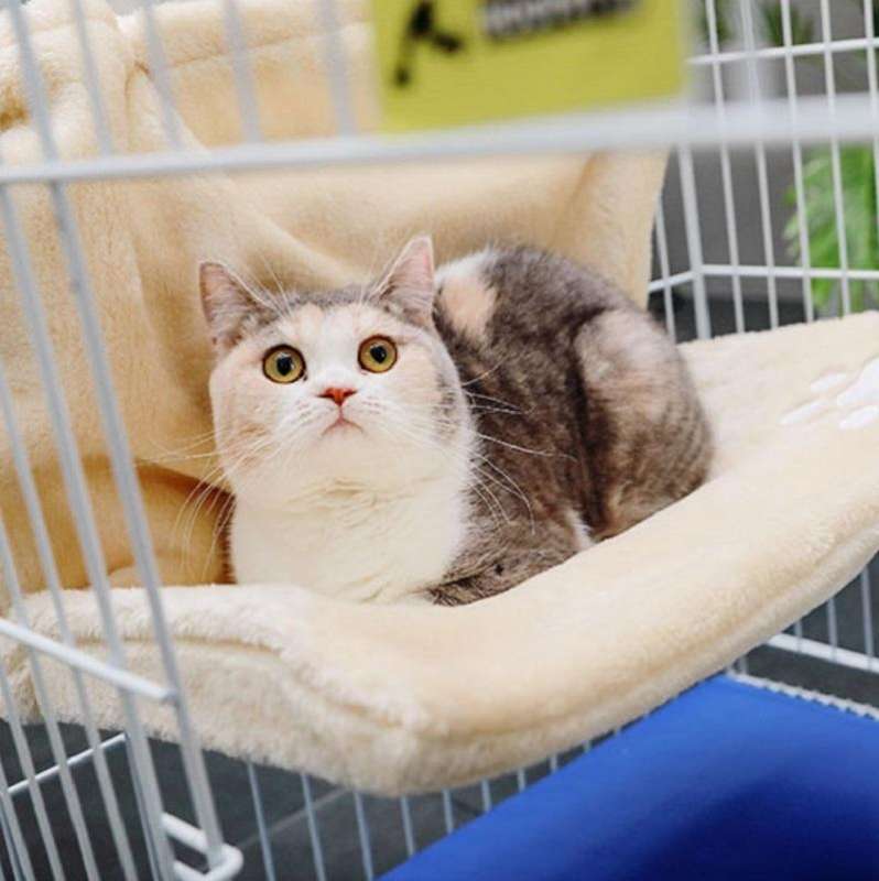 Cat Hanging Hammock Universal Window Sill Nest for All Seasons(Beige)