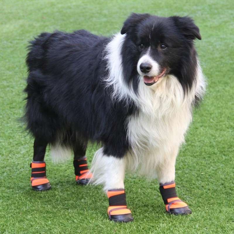 Pet Shoes Small Medium & Large Dogs Outdoor Sports Climbing Non-Slip Shoes, Size: 50(Red)