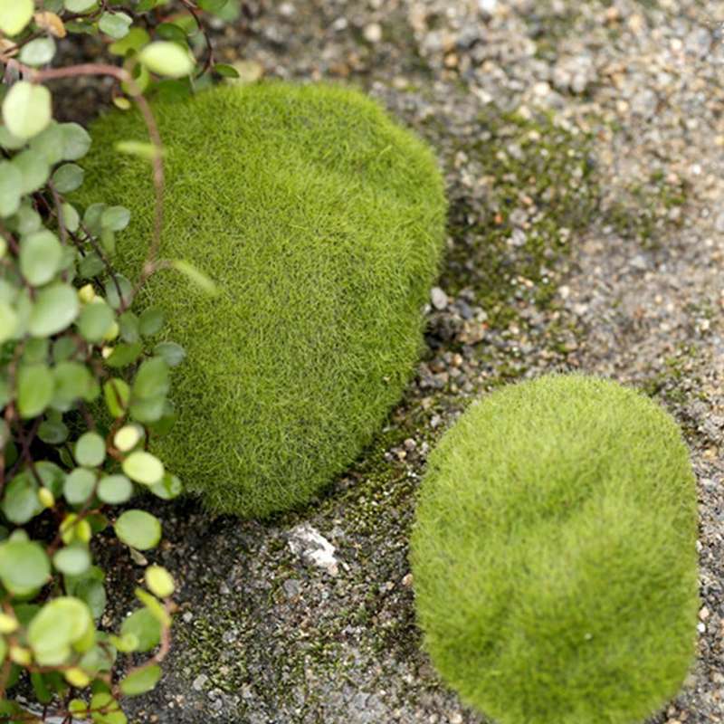 Simulation of False Moss Simulation of Bryophyte Stone Moss Flocking False Lawn Micro Landscape D...